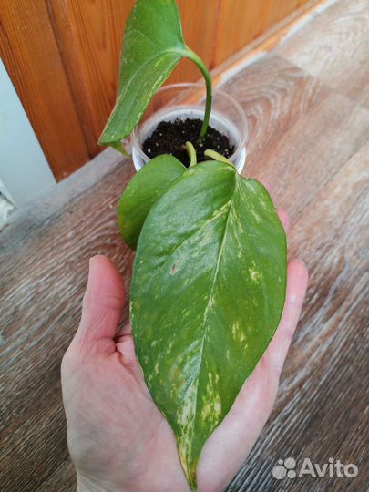 Сциндапсус золотистый