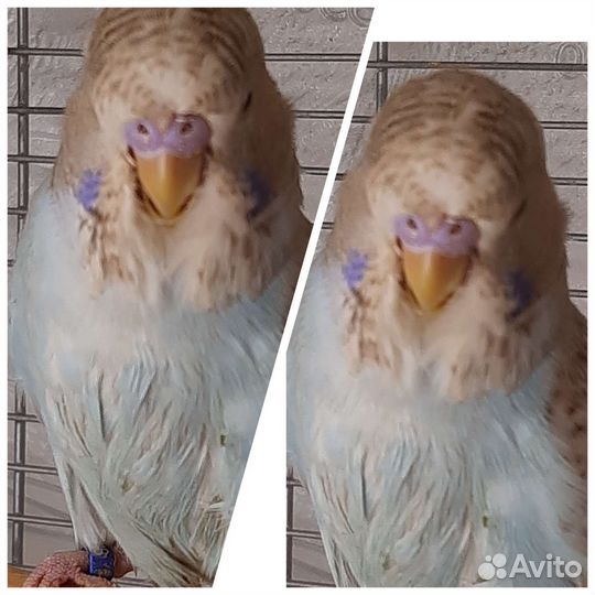 Выставочный волнистый Попугай(Чех)