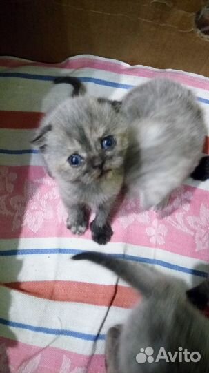 Шотландские Котята