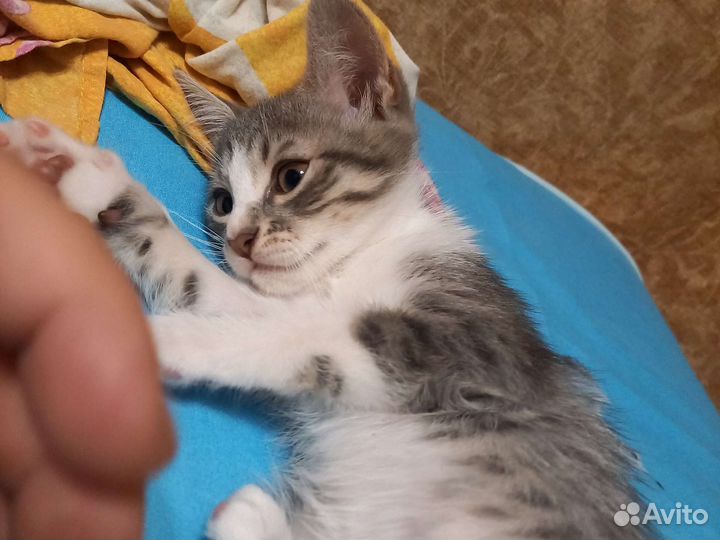 Котенок,кошка