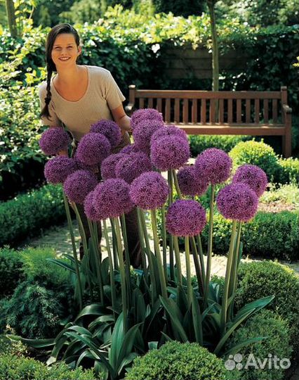 Лук Суворова (анзур) луковицы крупные, здоровые