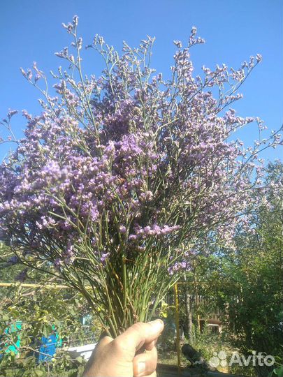 Букет сухоцветов