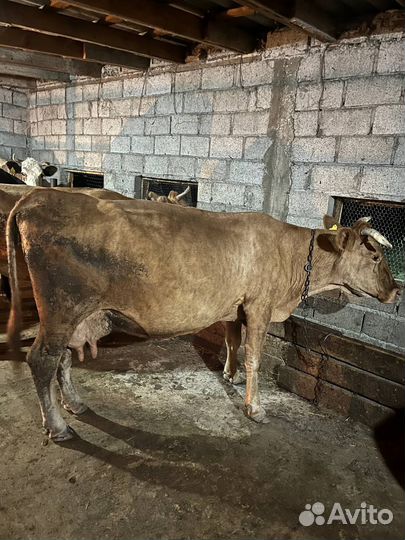 Коровы дойные
