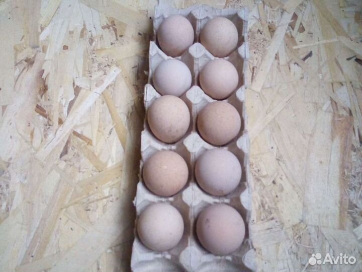 Продаю инкубационные цесариные яйца