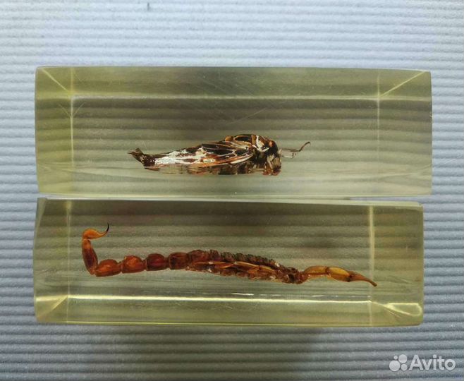 Насекомые и их знакомые (цена за всё)