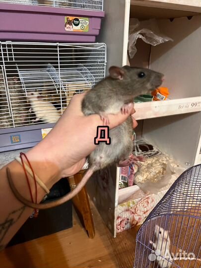 Крыса крысята крыски