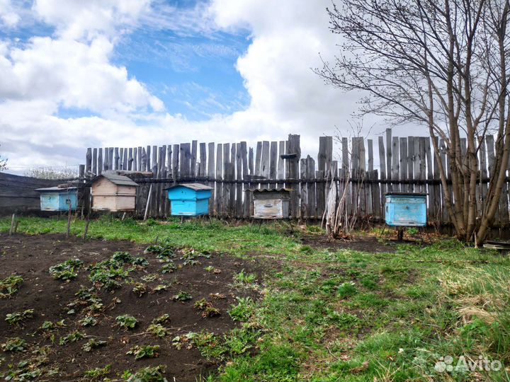 Пчелы с ульями