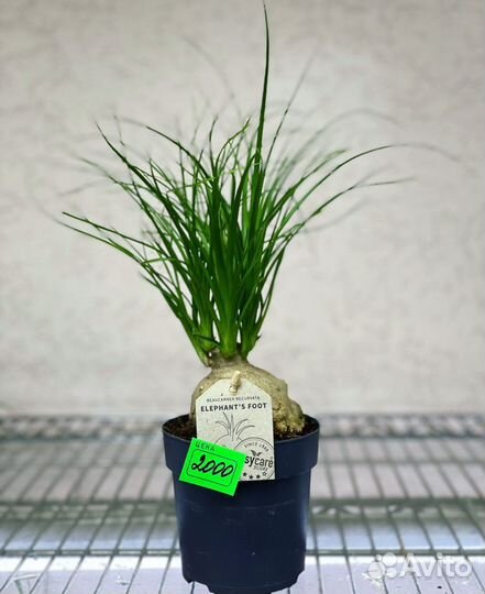 Нолина (бокарнея) бутылочное дерево