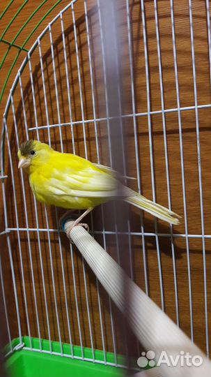 Кенара и канарейки