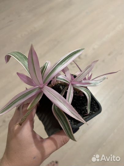 Традесканция рео