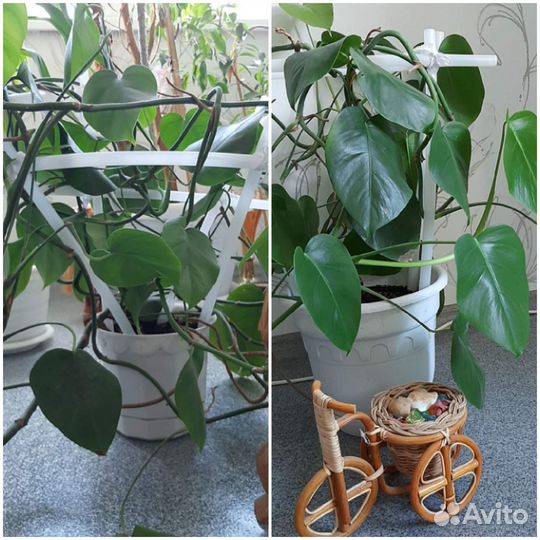 Продам цветы комнатные