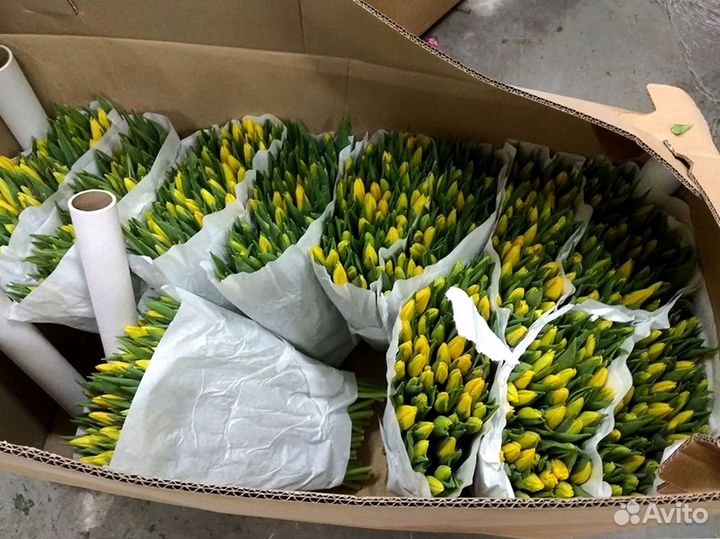 Тюльпаны мелкий, крупный опт от 500 шт