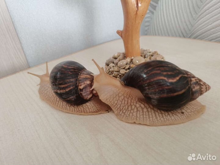 Улитки ахатины бесплатно