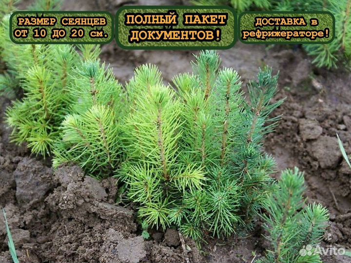 Сеянцы сосны и ели с окс