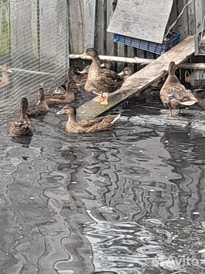 Продам уток