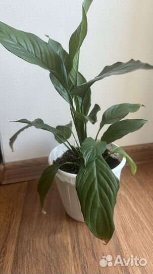 Спатифиллум