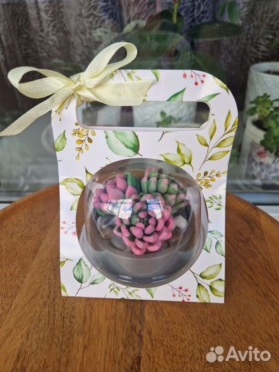 Суккуленты мыло