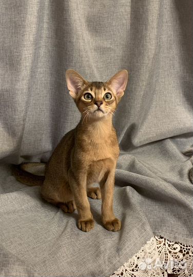 Абиссинские котята
