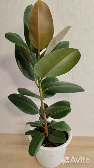 Фикус эластика Абиджан
