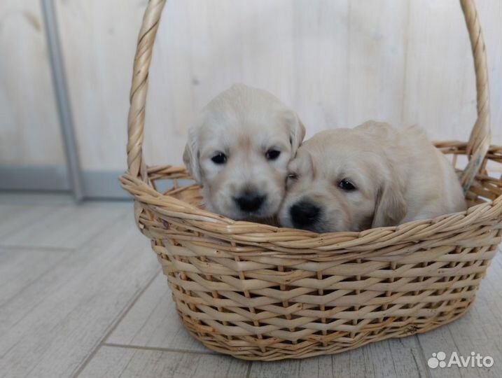Щенки золотистого ретривера