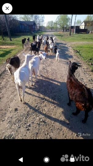 Козье молоко