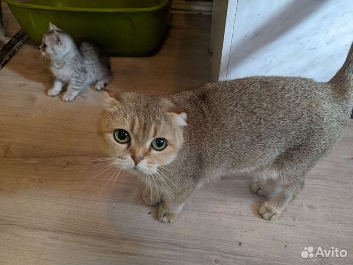 Шотландская