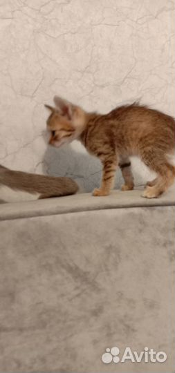 Трёх цветная очаровашка