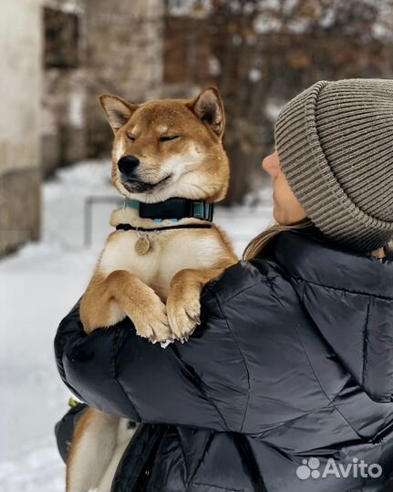 Трекер для собак