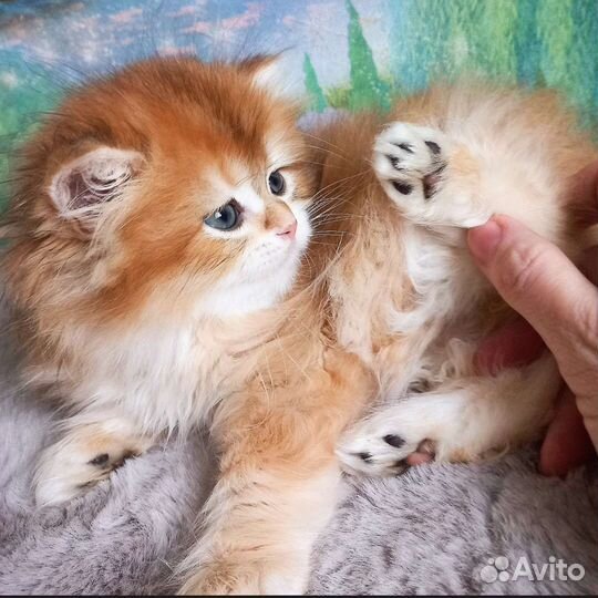 Золотая шиншилла BLH ny 12