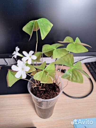 Кислица зеленая и бордовая