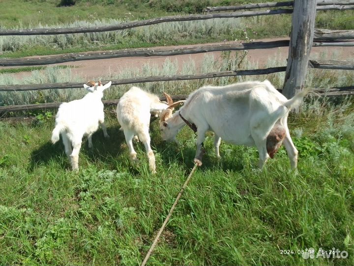 Зааненская коза и 6 козлят или на мясо