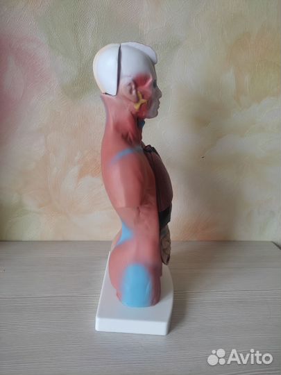 Анатомический медицинский манекен торса