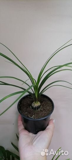 Пальма нолина