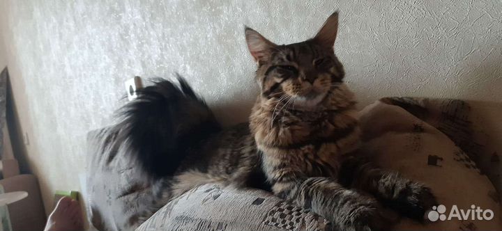 Кот мейн-кун вязка
