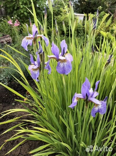 Ирис сибирский. Ирис голубой