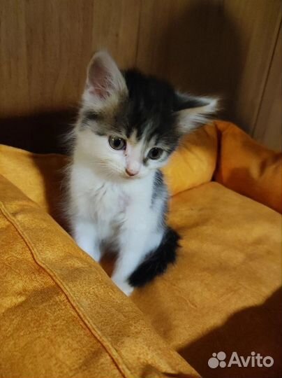 Котенок в добрые руки