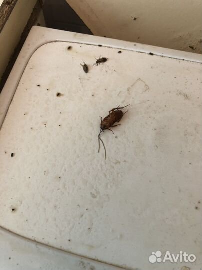 Дезинфекция от тараканов и клопов