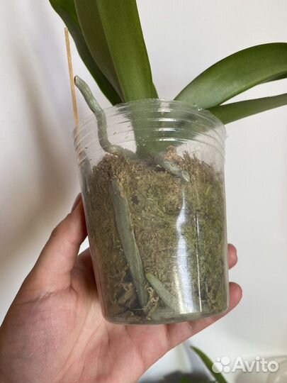 Орхидея Блэк Свен 5373