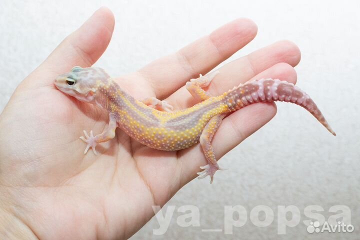 Эублефары, взрослые и малыши