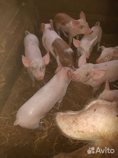Поросята