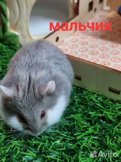 Хомячки джунгарские (кэмпбелла)