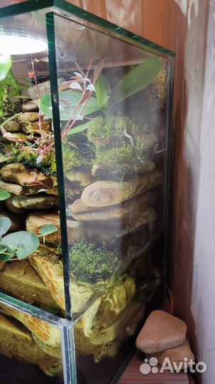 Палюдариум