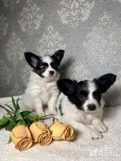 Щенки папийона