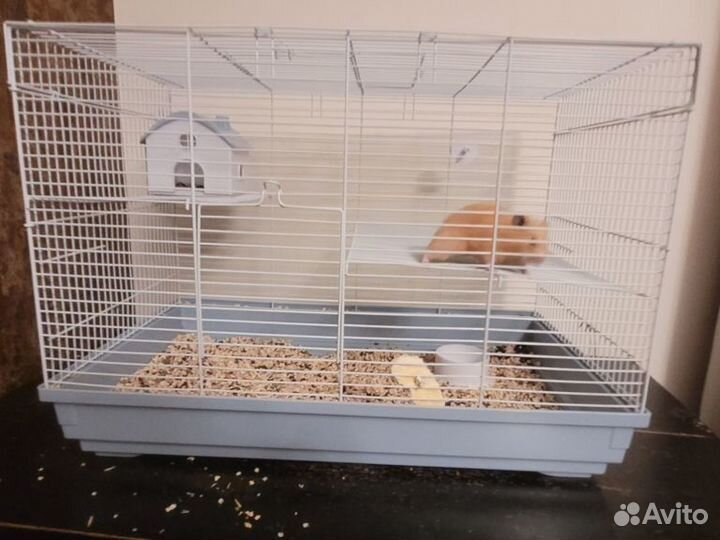 Сирийский хомяк с клеткой