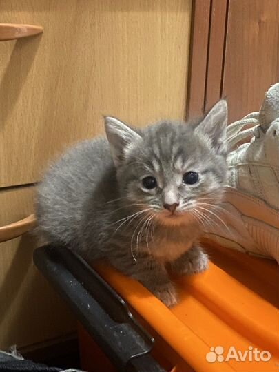 3 котенка в добрые руки