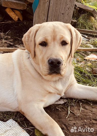 Лабрадор ретривер