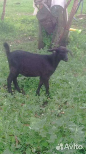 Козлики нубийские