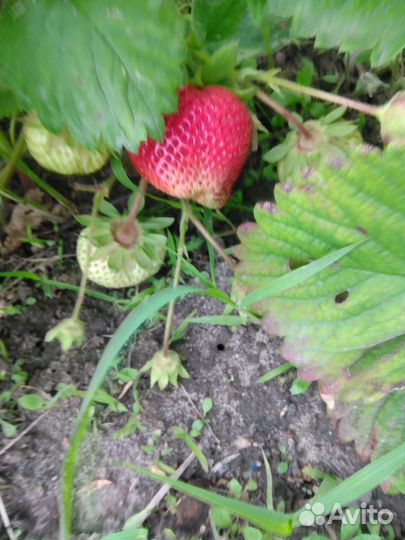 Продажа рассады клубники