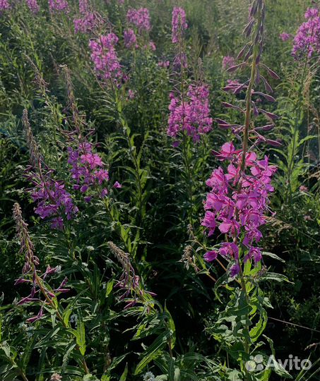 Саженцы иван-чая (кипрея)