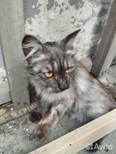 Британская кошка